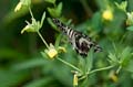 108 Afrikanischer Schwalbenschwanz - Papilio demedocus